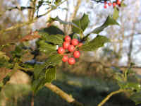 holly-007.jpg (789581 bytes)