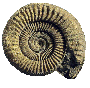 ammonite